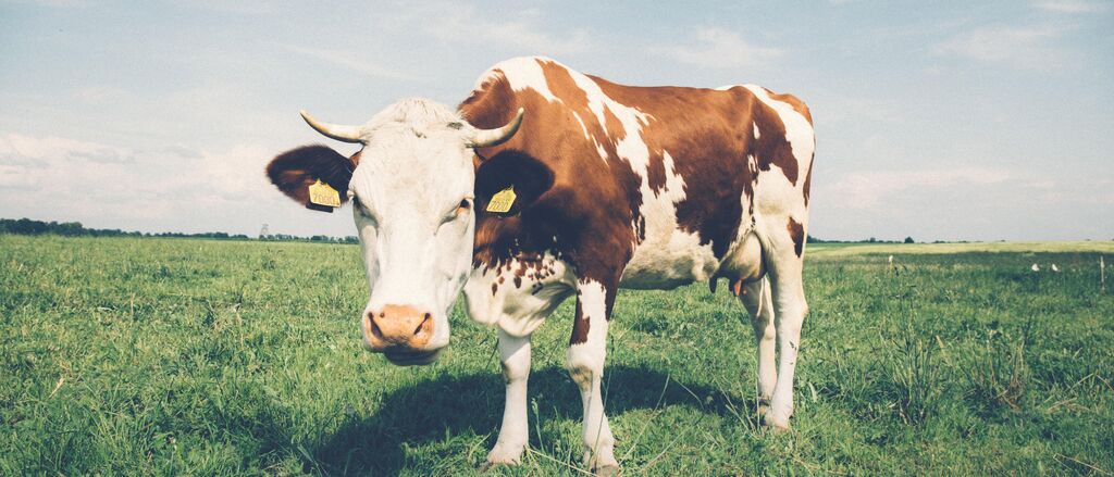 Agriculture cattle close up 234791